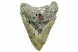 Bargain, Fossil Megalodon Tooth - North Carolina #373133-1